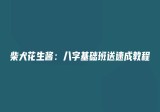 柴犬花生酱八字基础班送速成